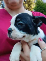 Curry, a male Boston Terrier for sale in Vancouver, WA – 4 of 8