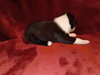 Curry, a male Boston Terrier for sale in Estacada, OR – 5 of 6