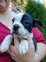 Curry, a male Boston Terrier for sale in Vancouver, WA – 8 of 8