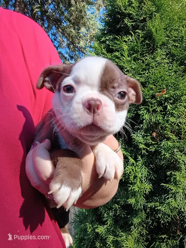 Hank – Boston Terrier puppy for sale in Estacada, OR