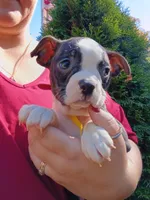 Tyger, a male Boston Terrier for sale in Estacada, OR – 7 of 7