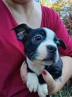 Dawson, a male Boston Terrier for sale in Estacada, OR – 5 of 8