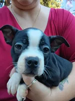 Dawson, a male Boston Terrier for sale in Estacada, OR – 8 of 8