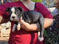 Shadow, a male Boston Terrier for sale in Estacada, OR – 4 of 8