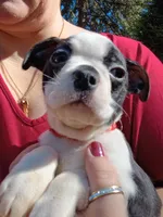 Elmo, a male Boston Terrier for sale in Estacada, OR – 5 of 7