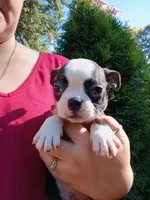 Wee-man (runt #2), a male Boston Terrier for sale in Estacada, OR – 6 of 7