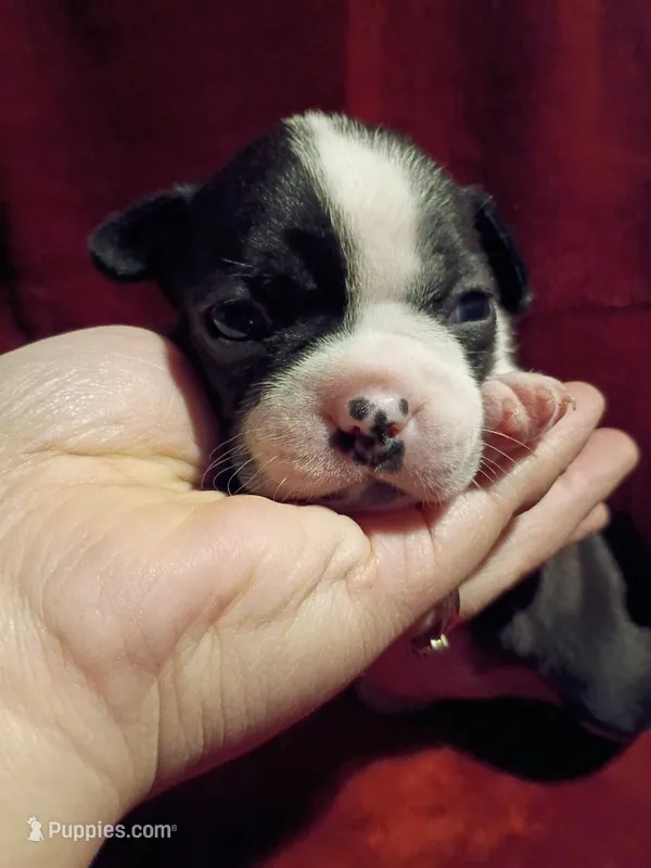 Dolly – Boston Terrier puppy for sale in Estacada, OR
