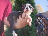 Wee-man (runt #2), a male Boston Terrier for sale in Estacada, OR – 2 of 7