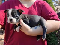 Wilber (runt), a male Boston Terrier for sale in Estacada, OR – 3 of 7