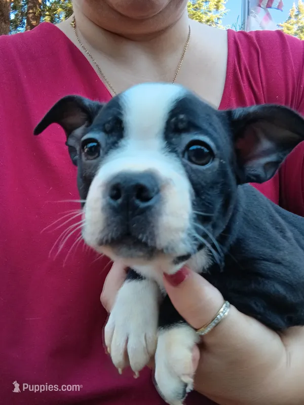 Dawson – Boston Terrier puppy for sale in Estacada, OR
