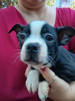 Dawson, a male Boston Terrier for sale in Estacada, OR – 1 of 8