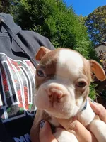 Chucky, a male Boston Terrier for sale in Estacada, OR – 8 of 8