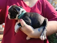 Wee-man (runt #2), a male Boston Terrier for sale in Estacada, OR – 3 of 7