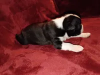 Dolly, a female Boston Terrier for sale in Estacada, OR – 3 of 7