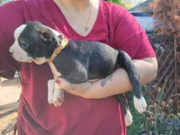 Biggie, a male Boston Terrier for sale in Estacada, OR – 4 of 7