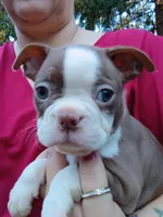 Chucky, a male Boston Terrier for sale in Vancouver, WA – 1 of 9