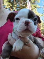 Hank, a male Boston Terrier for sale in Estacada, OR – 5 of 8