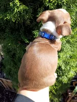 Chucky, a male Boston Terrier for sale in Estacada, OR – 4 of 8
