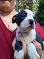 Chester, a male Boston Terrier for sale in Estacada, OR – 7 of 9