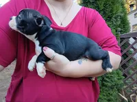 Bonnie, a female Boston Terrier for sale in Vancouver, WA – 3 of 8