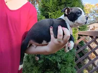 Chester, a male Boston Terrier for sale in Estacada, OR – 3 of 9