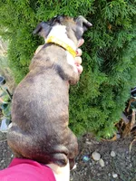 Tyger, a male Boston Terrier for sale in Estacada, OR – 4 of 7