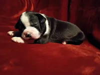 Dolly, a female Boston Terrier for sale in Estacada, OR – 2 of 7
