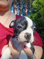 Dolly, a female Boston Terrier for sale in Vancouver, WA – 6 of 6