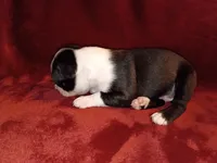 Chester, a male Boston Terrier for sale in Estacada, OR – 3 of 8