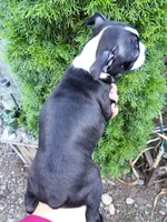 Bonnie, a female Boston Terrier for sale in Vancouver, WA – 4 of 8