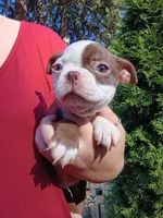 Hank, a male Boston Terrier for sale in Estacada, OR – 8 of 8
