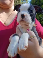 Biggie, a male Boston Terrier for sale in Estacada, OR – 2 of 7