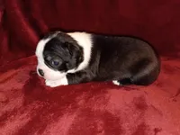 Curry, a male Boston Terrier for sale in Estacada, OR – 3 of 6