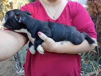 Dawson, a male Boston Terrier for sale in Estacada, OR – 2 of 8