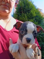 Tyger, a male Boston Terrier for sale in Estacada, OR – 6 of 7