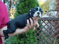 Bonnie, a female Boston Terrier for sale in Vancouver, WA – 2 of 8