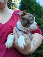 Chucky, a male Boston Terrier for sale in Vancouver, WA – 7 of 9