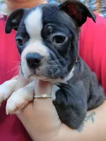 Shadow, a male Boston Terrier for sale in Estacada, OR – 7 of 8