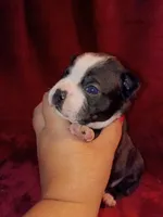 Dawson, a male Boston Terrier for sale in Estacada, OR – 5 of 7