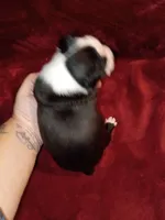 Chester, a male Boston Terrier for sale in Estacada, OR – 5 of 8