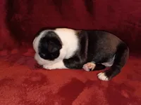 Chester, a male Boston Terrier for sale in Estacada, OR – 7 of 8