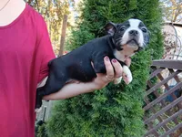 Dawson, a male Boston Terrier for sale in Estacada, OR – 3 of 8