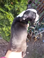 Dolly, a female Boston Terrier for sale in Vancouver, WA – 4 of 6