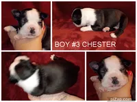 Chester, a male Boston Terrier for sale in Estacada, OR – 8 of 8