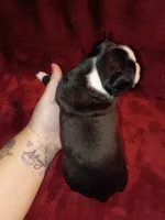 Dawson, a male Boston Terrier for sale in Estacada, OR – 4 of 7