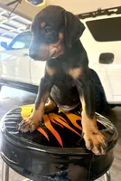 Doberman puppie, a male Doberman Pinscher for sale in Stockton, CA – 3 of 4