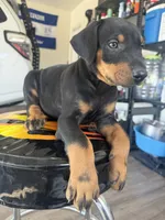 Doberman puppie, a male Doberman Pinscher for sale in Stockton, CA – 4 of 4