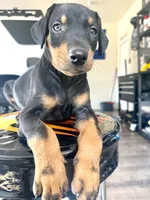 Doberman puppie, a male Doberman Pinscher for sale in Stockton, CA – 1 of 4