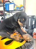 Doberman puppie, a male Doberman Pinscher for sale in Stockton, CA – 2 of 4