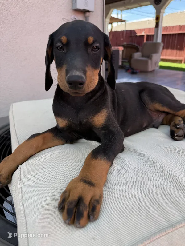 Doberman puppy – Doberman Pinscher puppy for sale in Stockton, CA